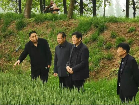 67张庄寨镇:多举措持续做好小麦赤霉病防治工作_萧县人民政府