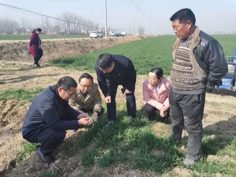 陈瑾到张庄寨镇调研工作_萧县人民政府